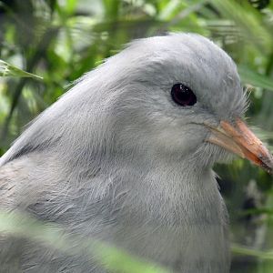 Kagu