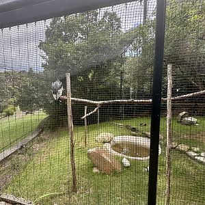 Andean Condor Exhibit