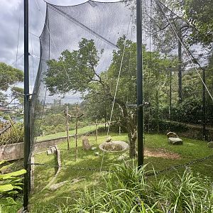 Andean Condor Exhibit