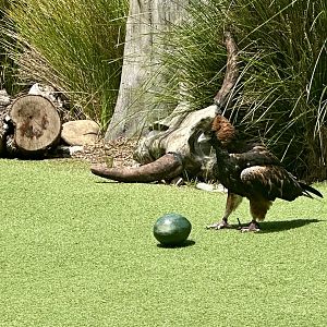 Black-breasted buzzard (Hamirostra melanosternon)