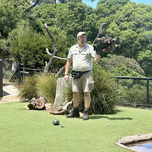 Black-breasted buzzard (Hamirostra melanosternon)