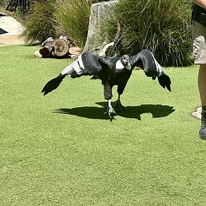 Andean condor (Vultur gryphus)