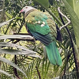 Wompoo fruit dove (Ptilinopus magnificus)