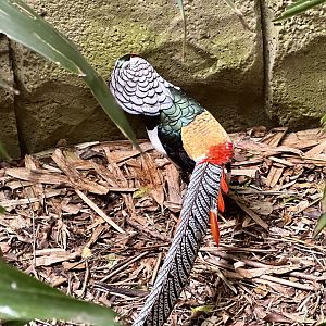 Lady Amherst’s pheasant (Chrysolophus amherstiae)