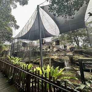 Francois Langur Exhibit