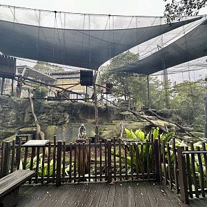 Francois Langur Exhibit