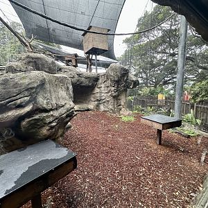 Francois Langur Exhibit