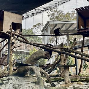 Francois Langur Exhibit