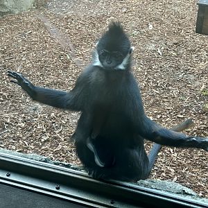 Francois langur (Trachypithecus francoisi)