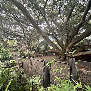 Eastern Bongo Exhibit