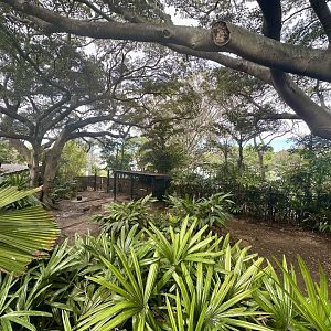 Eastern Bongo Exhibit