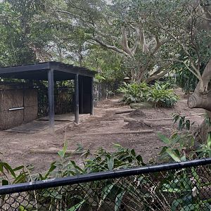 Eastern Bongo Exhibit