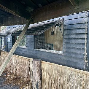 Eastern Bongo Stable