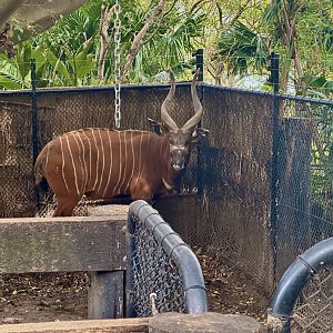Ekundu (Eastern Bongo)