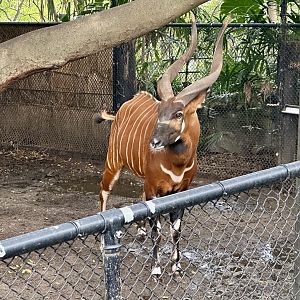 Ekundu (Eastern Bongo)