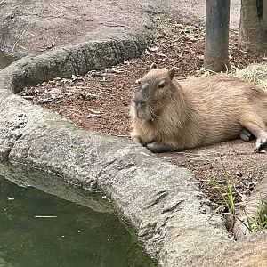 Rodney (Capybara)