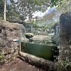 Asian Small-clawed Otter Exhibit