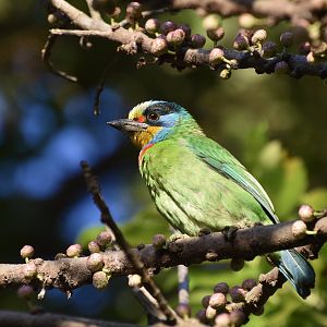 Taiwan Barbet (Psilopogon nuchalis)
