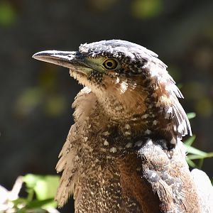 Malayan Night Heron (Gorsachius melanophus)