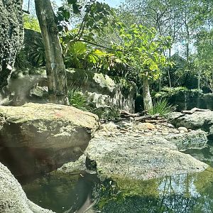 Asian Small-Clawed Otter Exhibit