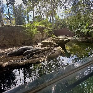 Pygmy Hippopotamus Exhibit
