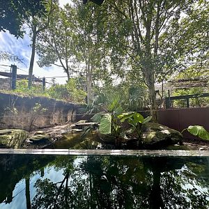 Pygmy Hippopotamus Exhibit