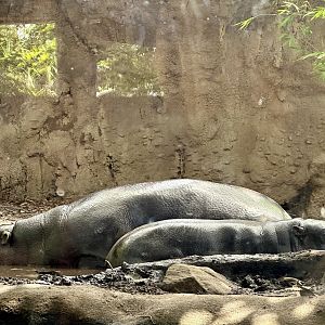Kambiri and Lololi (Pygmy Hippopotamus)