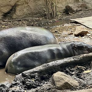 Lololi (Pygmy Hippopotamus Calf)