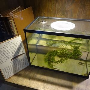 Tropikariet - Freaks of Nature - Leech tank