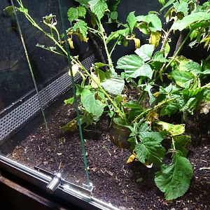 Tropikariet - Freaks of Nature - Leaf insect exhibit #1