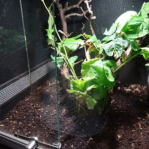 Tropikariet - Freaks of Nature - Leaf insect exhibit #2