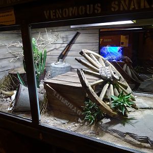Tropikariet - Freaks of Nature - Rattlesnake exhibit