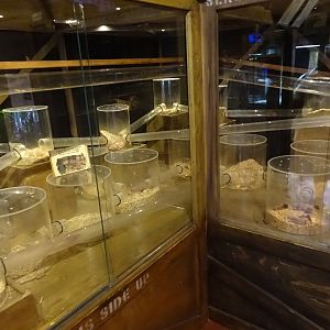 Tropikariet - Freaks of Nature - Mole rat exhibit