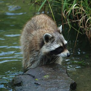 Raccoon (Procyon lotor), 2007-07-15