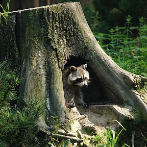 Raccoon (Procyon lotor) in a tree stump, 2007-07-15