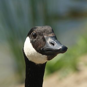 Canada goose (Branta canadensis), 2007-07-15