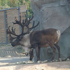 Domestic reindeer (Rangifer tarandus domesticus) buck, 2007-07-15