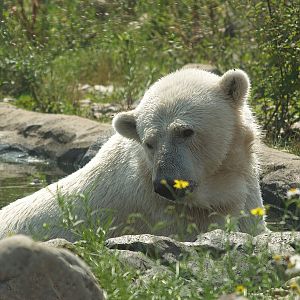 Polar bear (Ursus maritimus), 2007-07-15