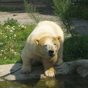 Antonia, Polar bear (Ursus maritimus) with dwarfism, 2007-07-15