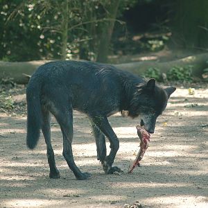 Mackenzie valley wolf (Canis lupus occidentalis), 2007-07-15