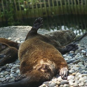 North American river otter (Lontra canadensis), 2007-07-15