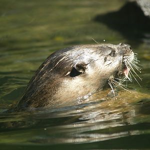 North American river otter (Lontra canadensis), 2007-07-15