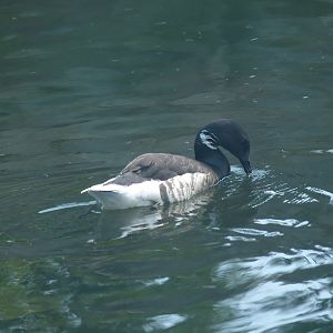 Brent goose (Branta bernicla), 2007-07-15
