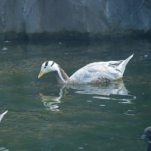 Bar-headed goose (Anser indicus), 2007-07-15