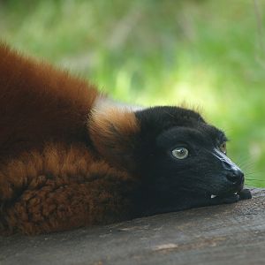 Red ruffer lemur (Varecia rubra), 2007-07-15
