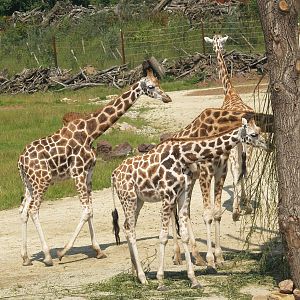 Rothschild's giraffes (Giraffa camelopardalis rothschildi), 2007-07-15