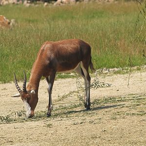 Blesbok (Damaliscus pygargus phillipsi), 2007-07-15