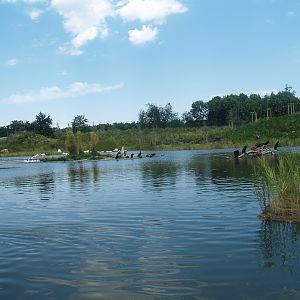 Boat safari - Area with pelicans, flamingos and cormorants (Now gone), 2007-07-15
