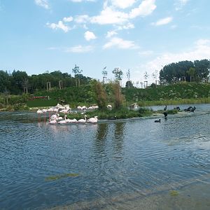 Boat safari - Area with pelicans, flamingos and cormorants (Now gone), 2007-07-15