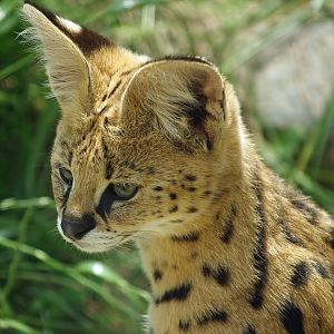 Serval (Leptailurus serval), 2007-07-15